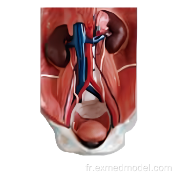 Modèle d&#39;anatomie du système urinaire humain